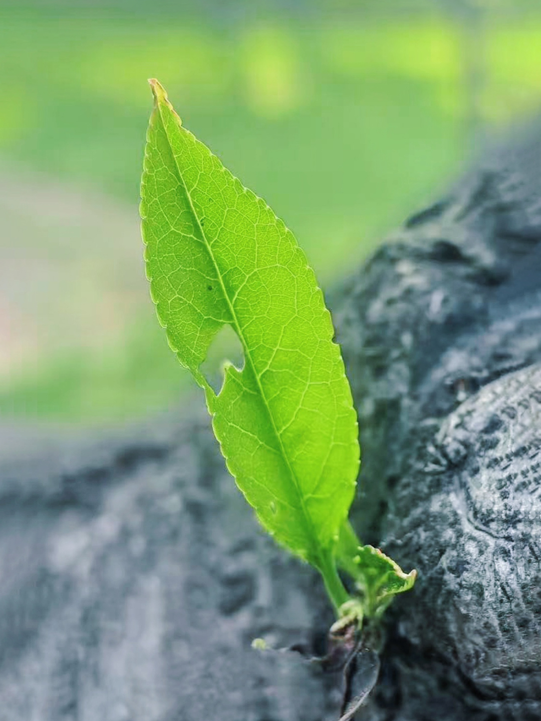 新生之吻.png 新生之吻.png